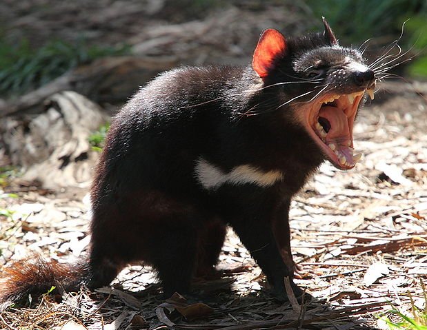 Tasmanian Travel Guide - The Blog: Tasmanian Devils: A Northern NSW