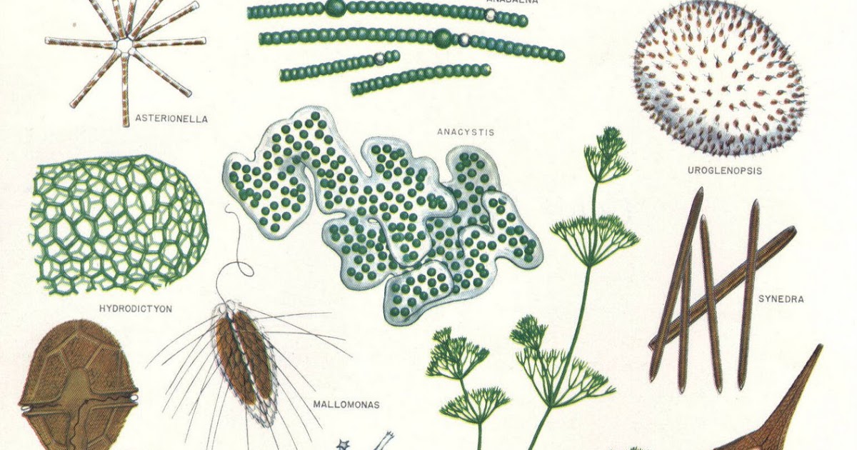 Biologi Kelas x: Klasifikasi Protista