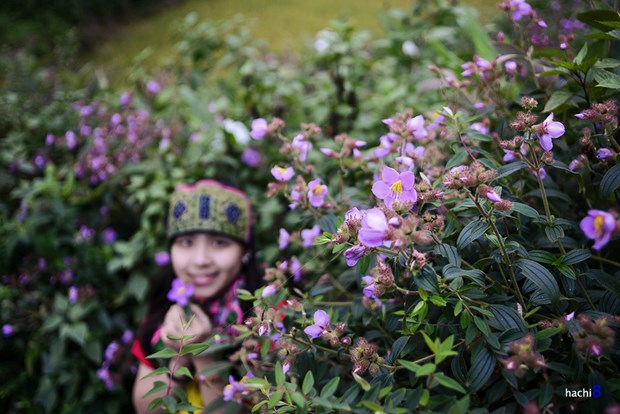 [Image: hoa-mua-tim-ngat-troi-tay-bac-9.jpg]