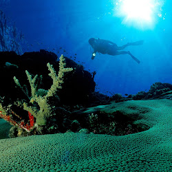 gambar dunia bawah laut, dunia air, gambar ikan, ubur-ubur