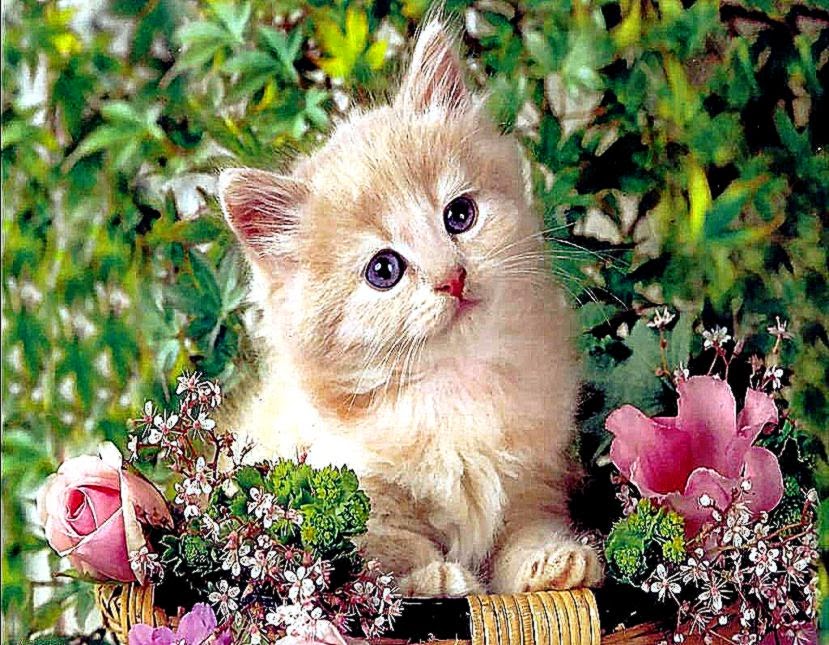 Cute Puppies Widescreen HD Wallpaper Best Quality HD Wallpapers Cute Puppies Widescreen HD Wallpaper Best Quality HD Wallpapers