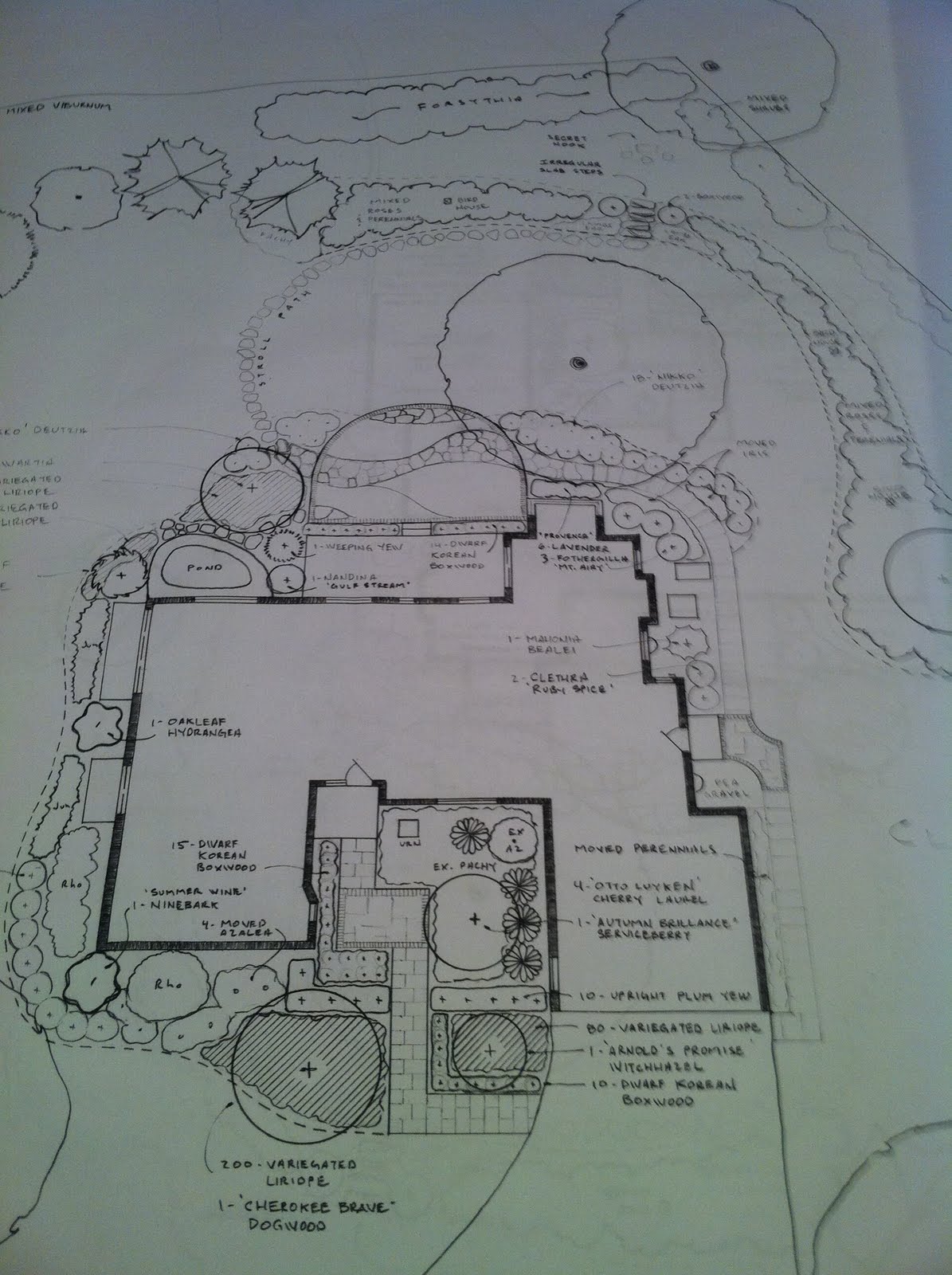 The Plant Hunter Boxwood Alternatives