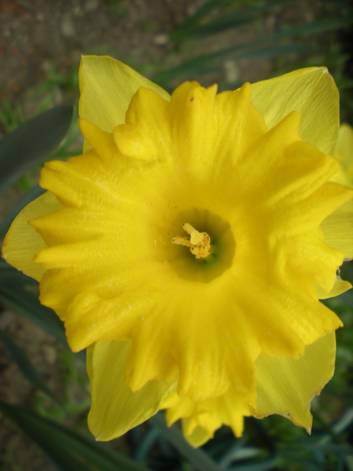 Southern California Gardening Daffodils