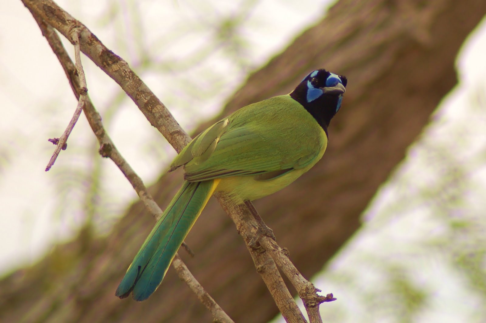 Journaling for the Birds Greenjay Only in South Texas!