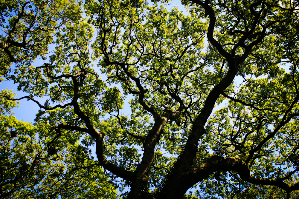 Rosa Fay Photography Natural Forms