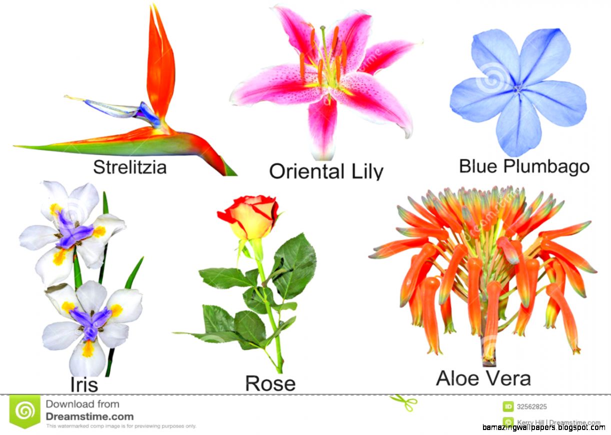 Common Flowers With Name Common Flowers With Name