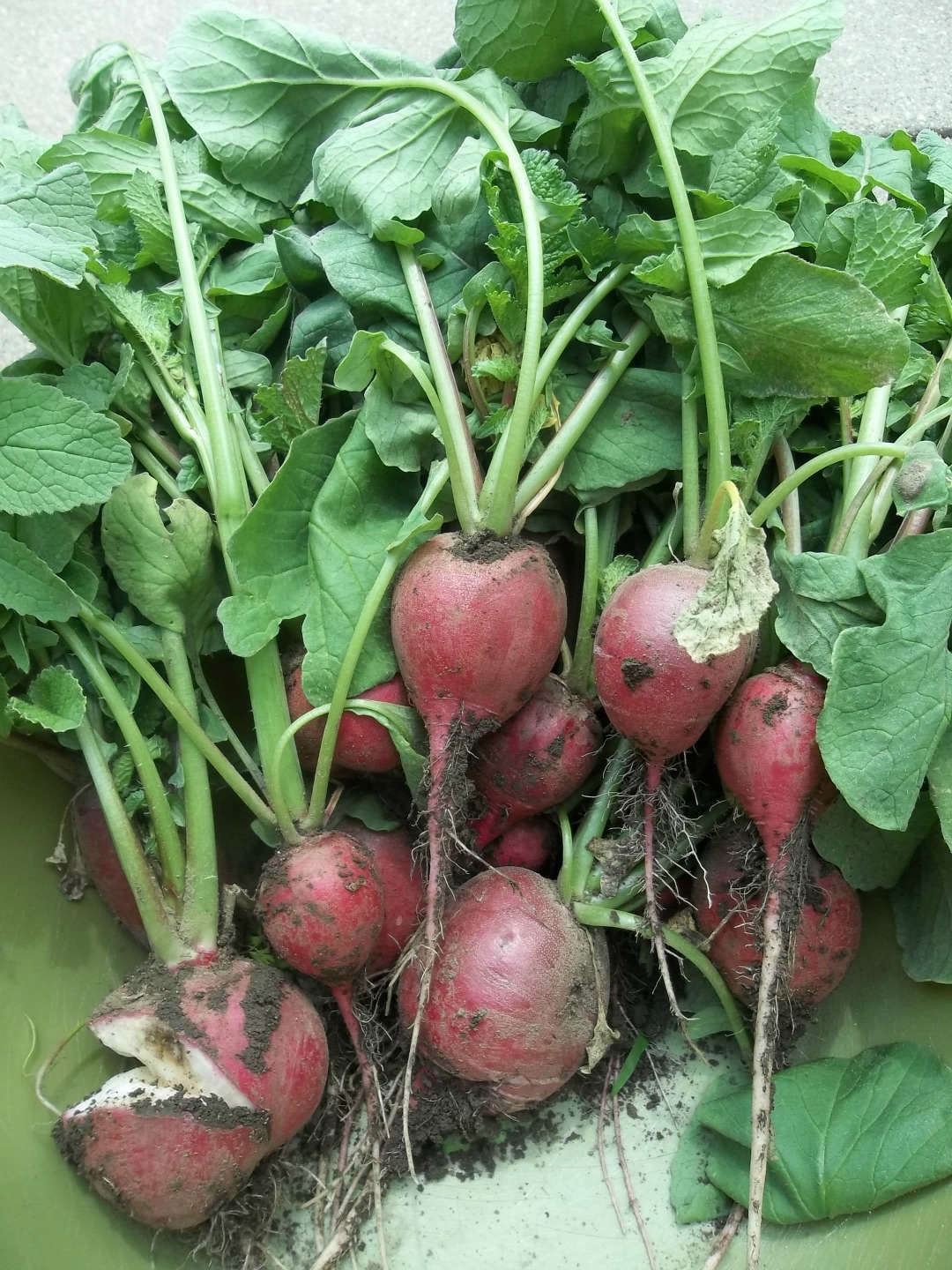Drowning in Radishes (and a Radish Jam Recipe) A Housewife Writes