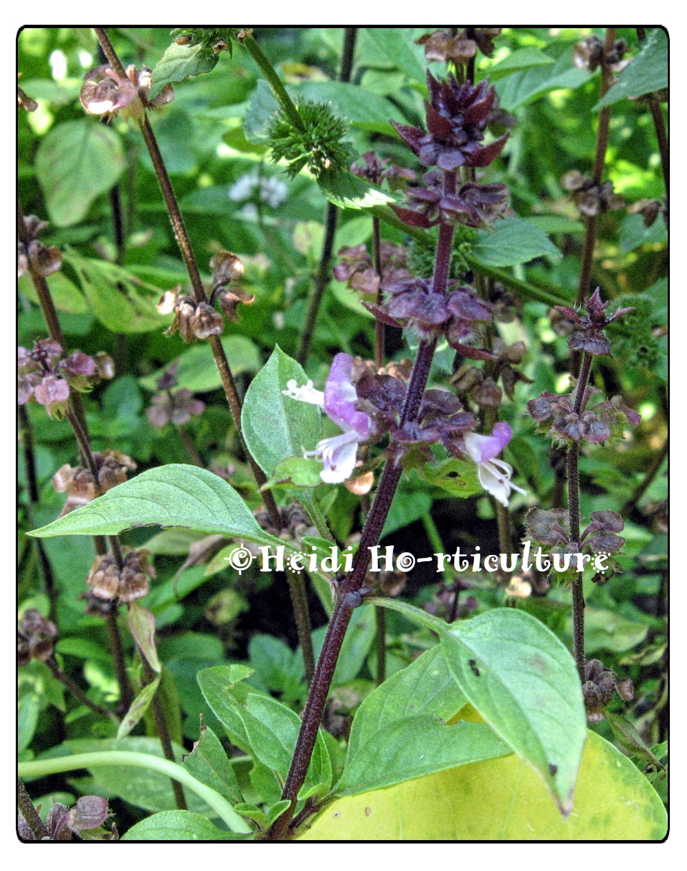 Heidi Horticulture Perennial Herbs Key for Pollinators