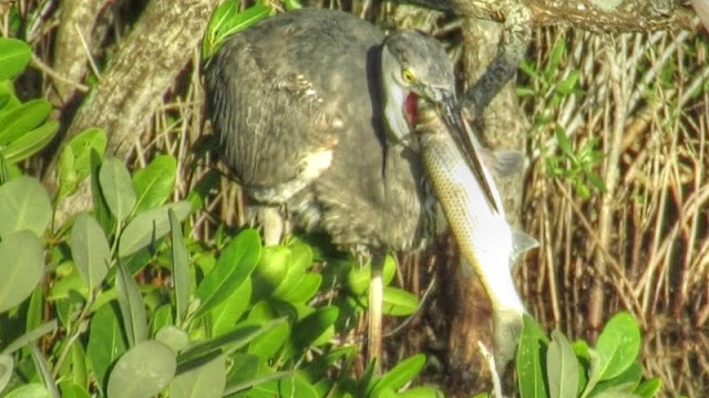 Great Blue Heron Eats Large Fish