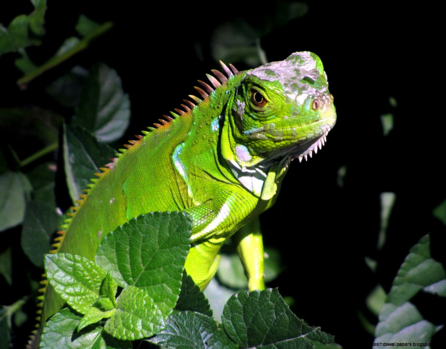 Green Iguana Key West Green Iguana Key West