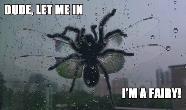 30 Funny animal captions - part 19 (30 pics), scary bug with caption, dude let me in i am fairy
