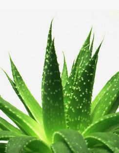 Återförsäljare för Aloe Vera-produkter!