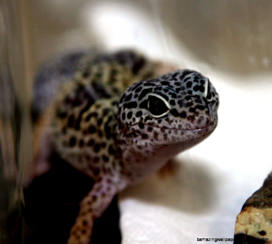 Largest Educational Reptile Exhibit in Wisconsin Great Lakes Pet Largest Educational Reptile Exhibit in Wisconsin Great Lakes Pet