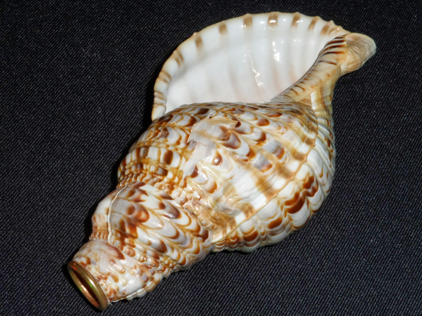 The Goodlife Theater & B&B 540.547.9873 VA