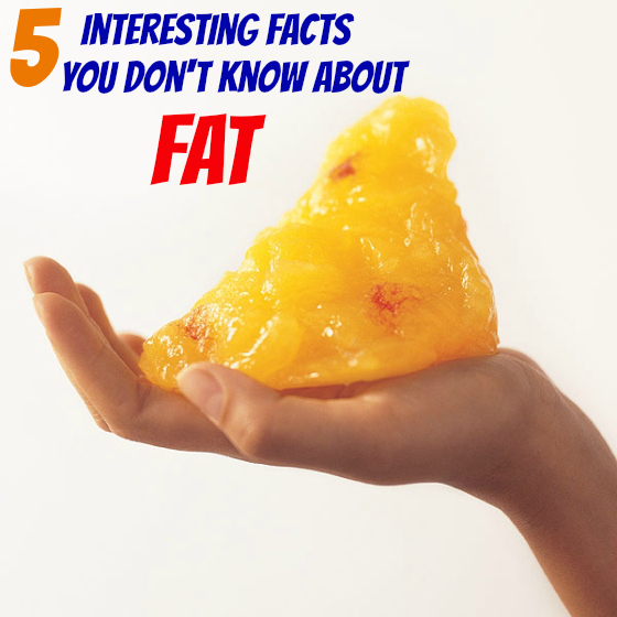 Facts About Body Fat 28