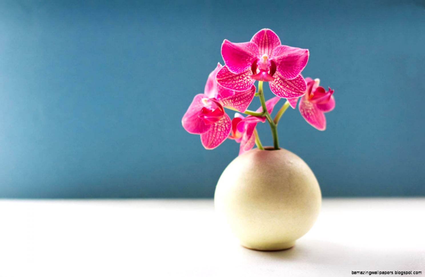 Pink Orchid Flower Symbolism Flower Meanings Pictures and Photos Pink Orchid Flower Symbolism Flower Meanings Pictures and Photos