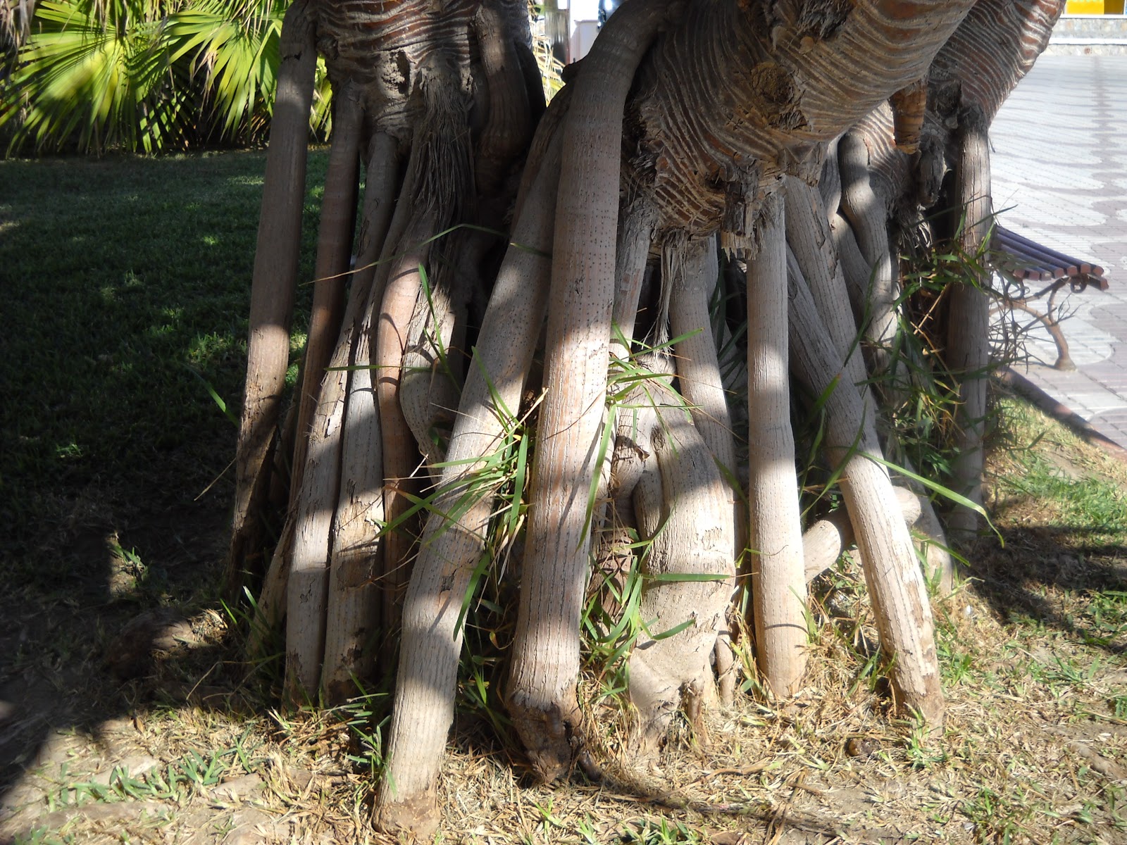 HORTA À PORTA PANDANUS UTILIS (PÂNDANO)