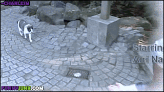 ctg1.gif