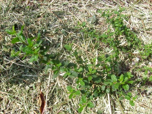 Roses Du Jardin Cheneland