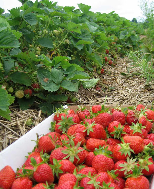 Well come to AgriBioWorld STRAWBERRY CULTIVATION AND ECONOMICS OF A