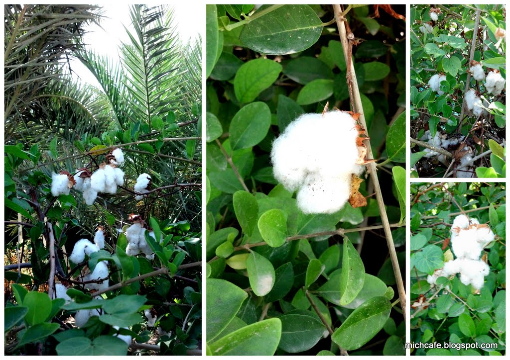 Mich Café Cotton comes acalling in Dubai