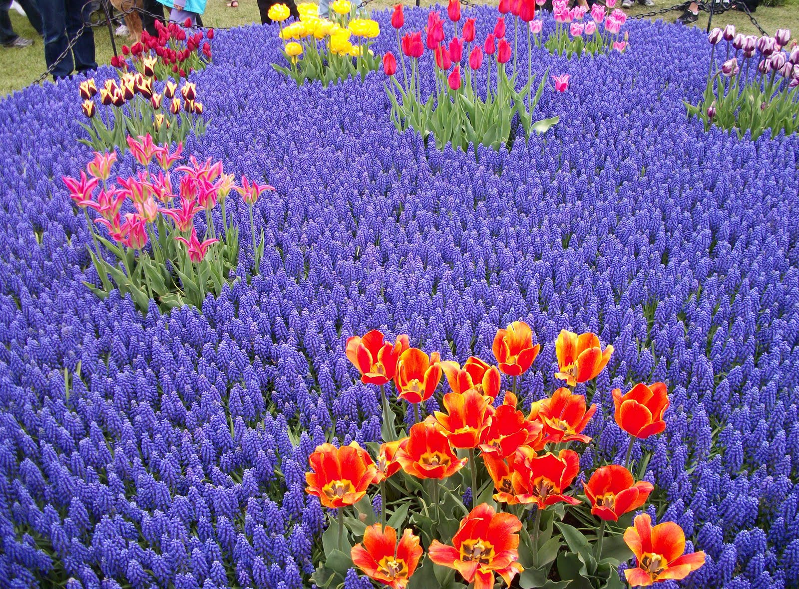 Writing Straight from the Heart MONDAY, MAY 16, 2011 Purple Flowers