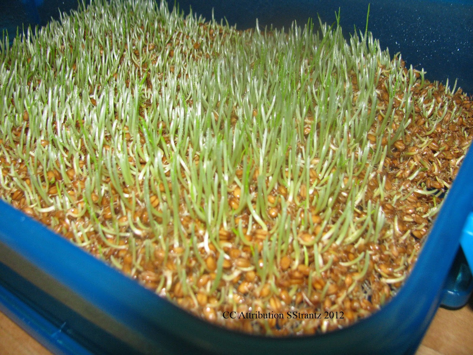 Germinated grain - who will benefit, and who only hurt Germinated grain - who will benefit, and who only hurt
