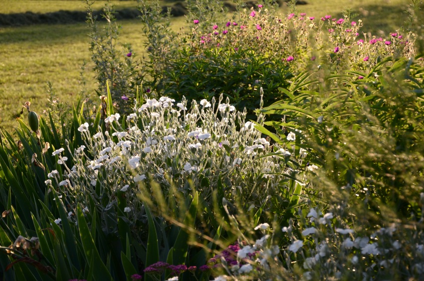 Storchschnabel Und Andere Stauden Gartentage In Seitenstetten No