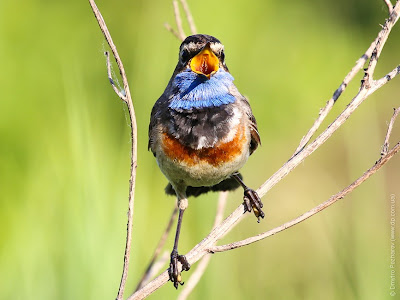 Самец варакушки (Luscinia svecica) Bluethroat