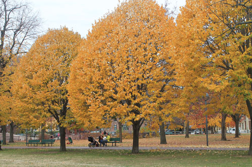 [Image: boston-noi-ngam-mua-thu-dep-nhat-nuoc-my-04.jpg]