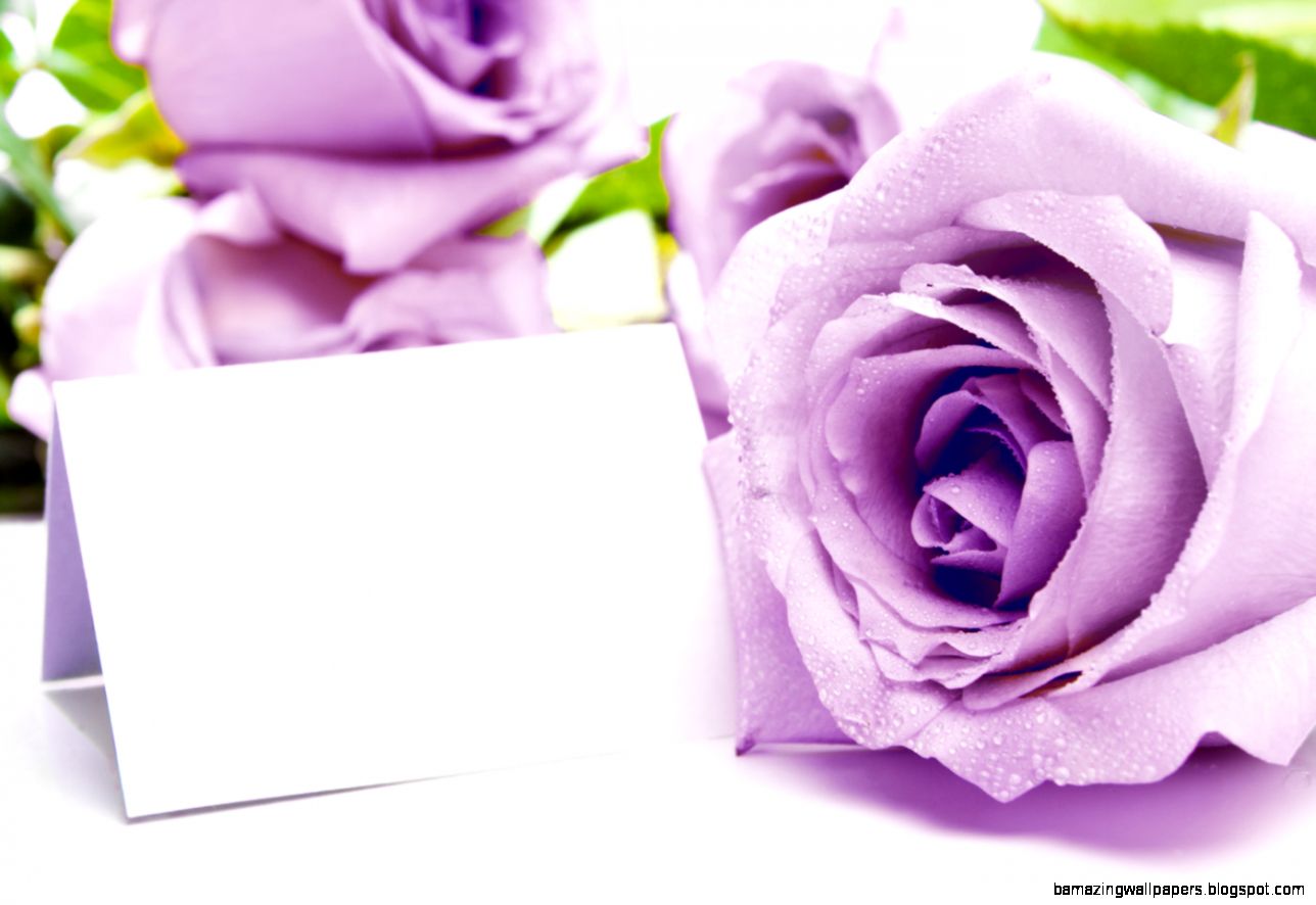 Purple flowers 31132 Flower Wallpapers Flowers Purple flowers 31132 Flower Wallpapers Flowers
