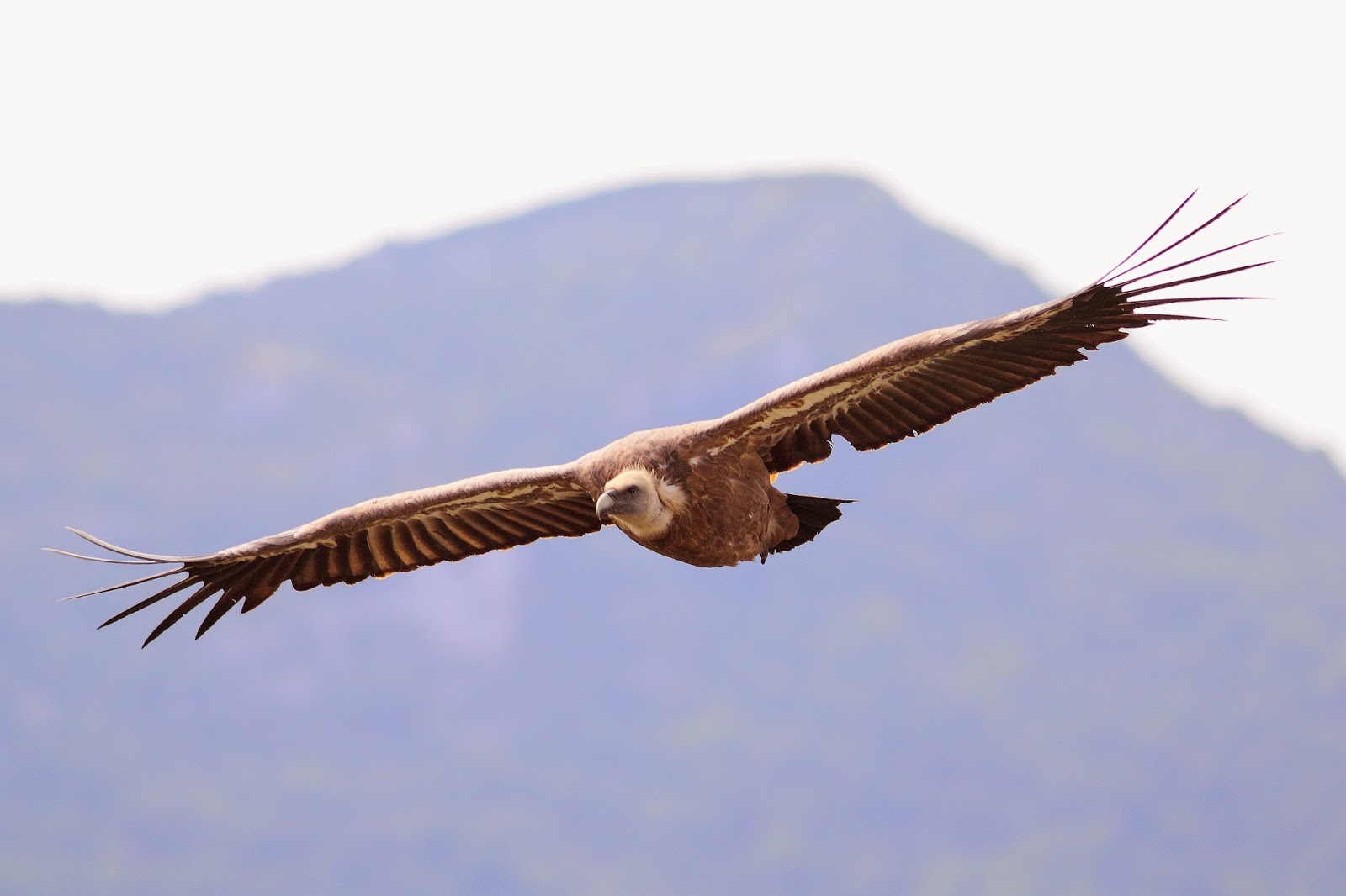Afbeeldingsresultaat voor De gieren bij Remuzat