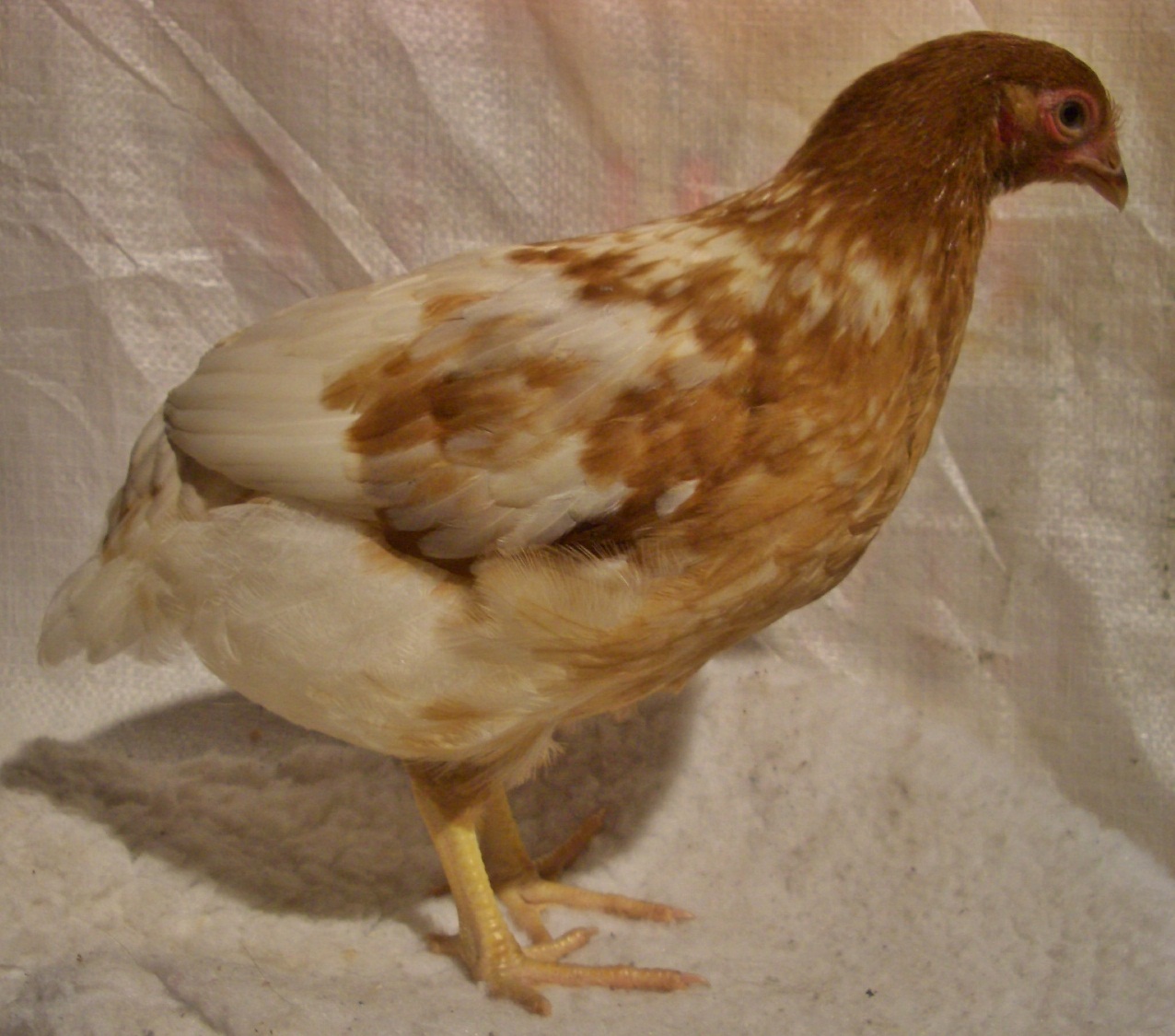 Mottled Chicken