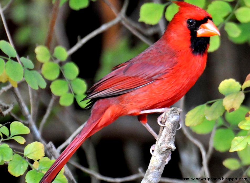 Northern Cardinal Desktop and Mobile Wallpaper   Animals Town Northern Cardinal Desktop and Mobile Wallpaper   Animals Town