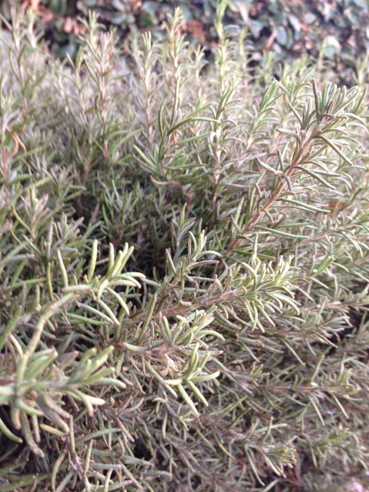 Lose Weight with Ruth How to Preserve Your Herbs