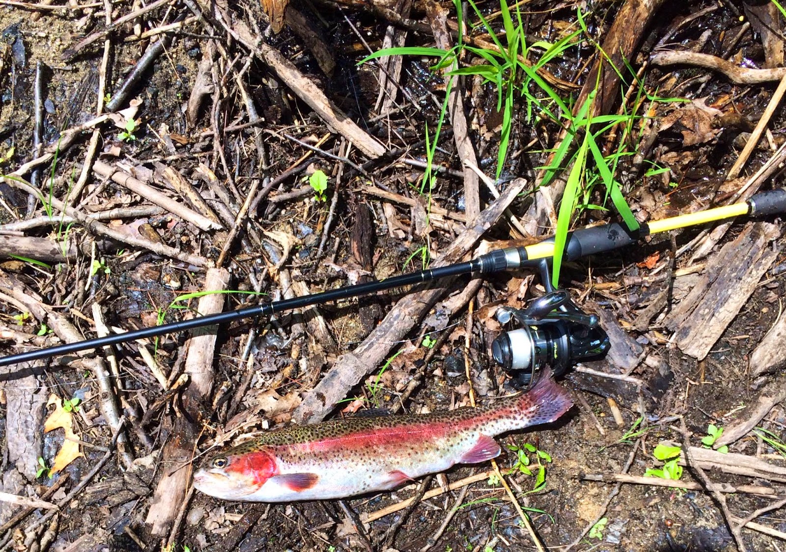Monster Rainbow Trout at the Quinapoxet River Joe's Fishing Trips