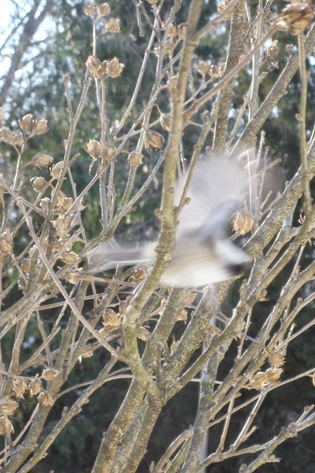 South Burlington birds Birds at peanut feederphotos South