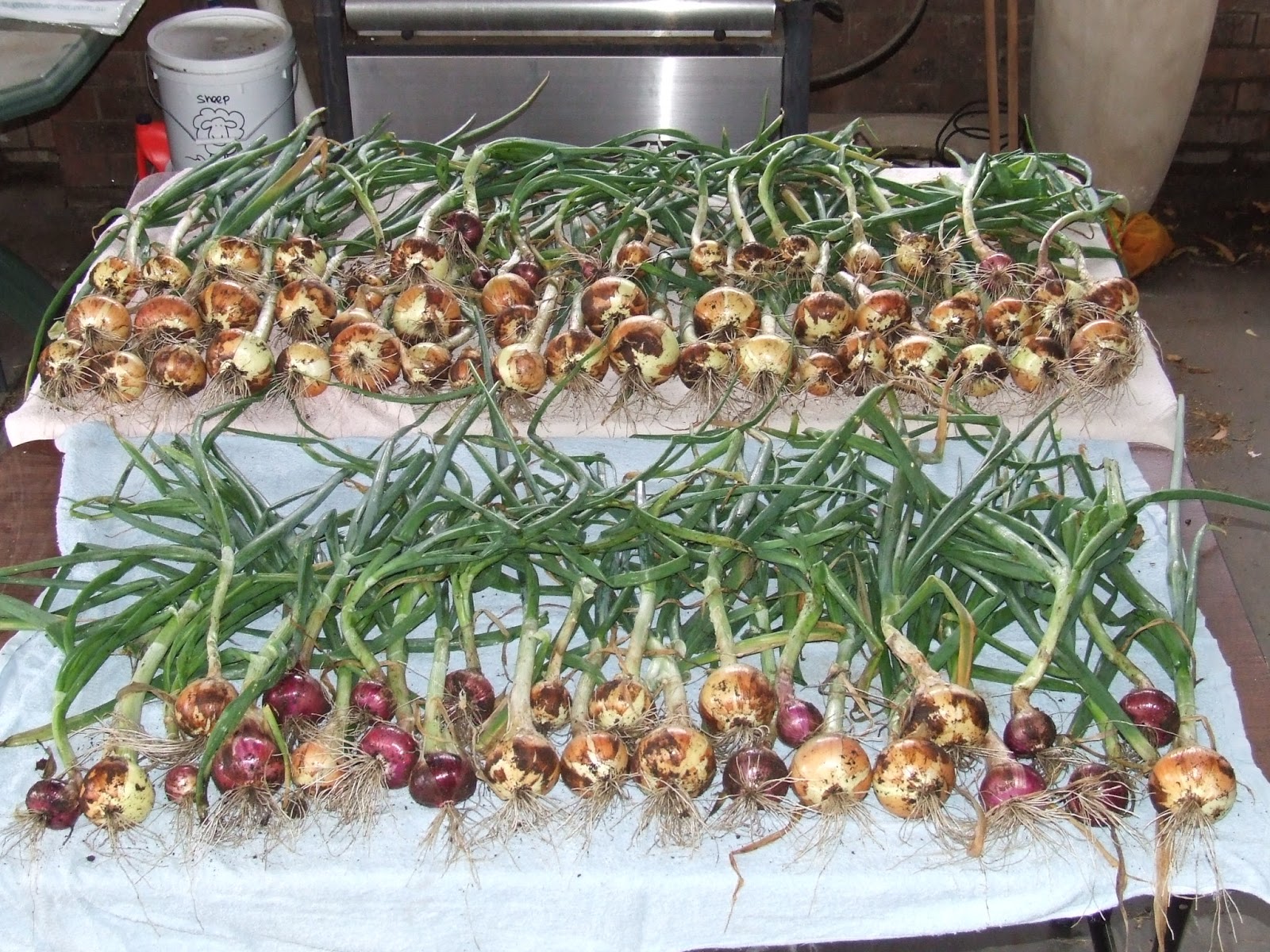 How To Grow Onions The Greening of Gavin