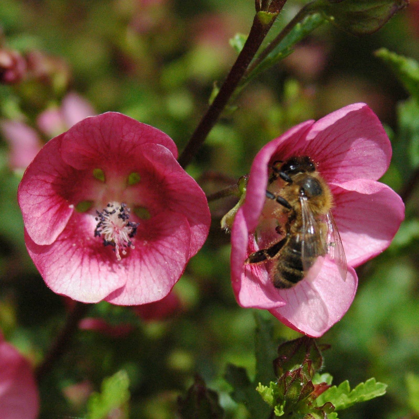 Garden and Glade Bugs and Flowers