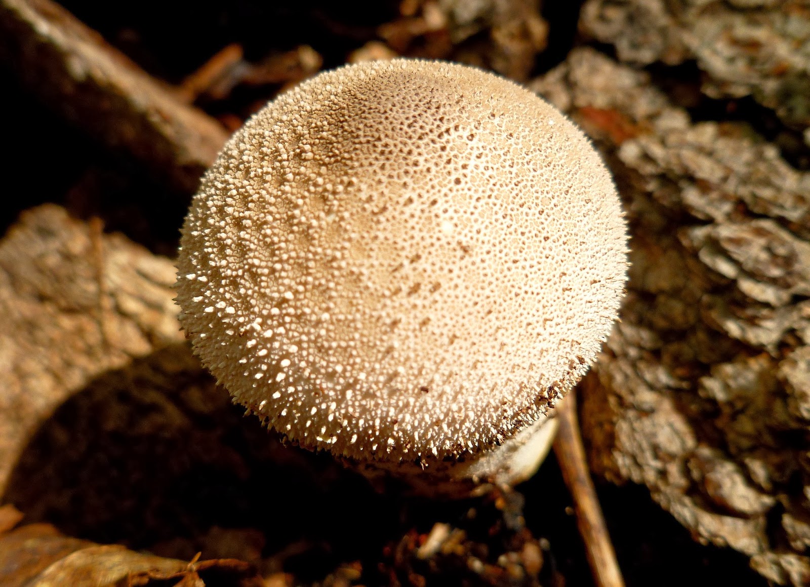 Nature of New York Autumn in the Hudson Valley Part 1