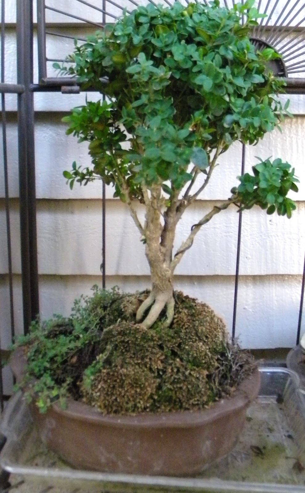 Bonsai Tree Lovers Bonsai Tree