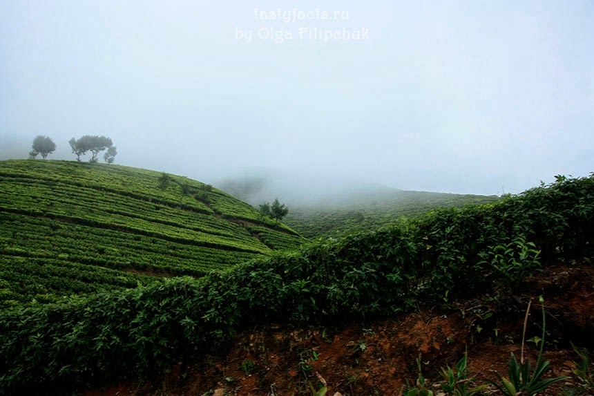 trip to nuwara eliya essay Nuwara eliya hotel deals: find great deals from hundreds of websites, and book the right hotel using tripadvisor's 42,645 reviews of nuwara eliya hotels. trip to nuwara eliya essay Nuwara eliya hotel deals: find great deals from hundreds of websites, and book the right hotel using tripadvisor's 42,645 reviews of nuwara eliya hotels.