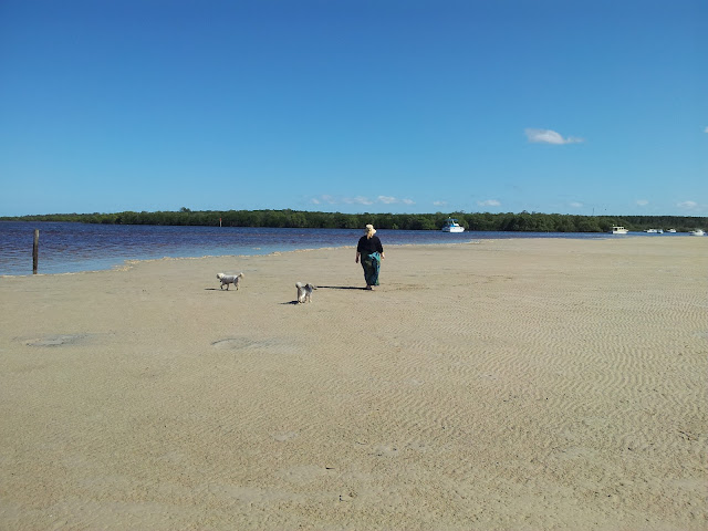 Chinese Crested Powderpuffs at Boonooroo beach, Qld, Australia