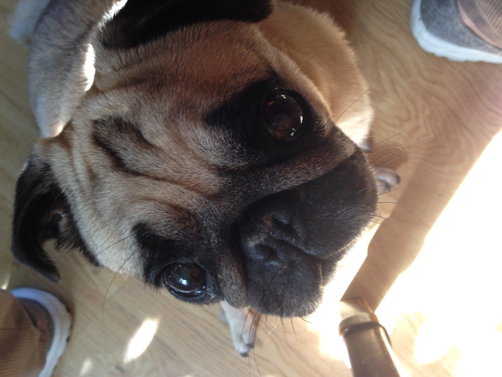 A Bowl of Noodles© The Fart Queen