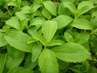 http://www.cantinhodasaromaticas.pt/loja/plantas-em-vaso-bio/stevia-stevia-rebaudiana/