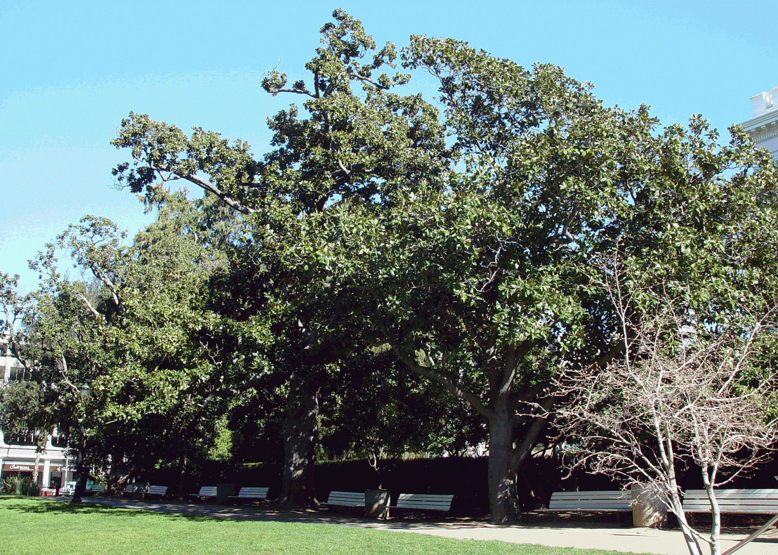 Eden By The Bay Capitol Park in Sacramento