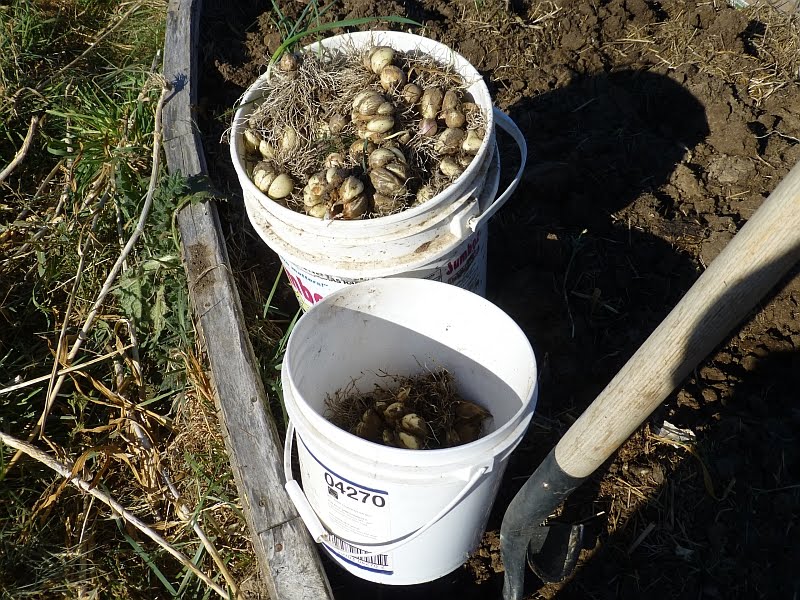 Rural Revolution Canning and planting garlic