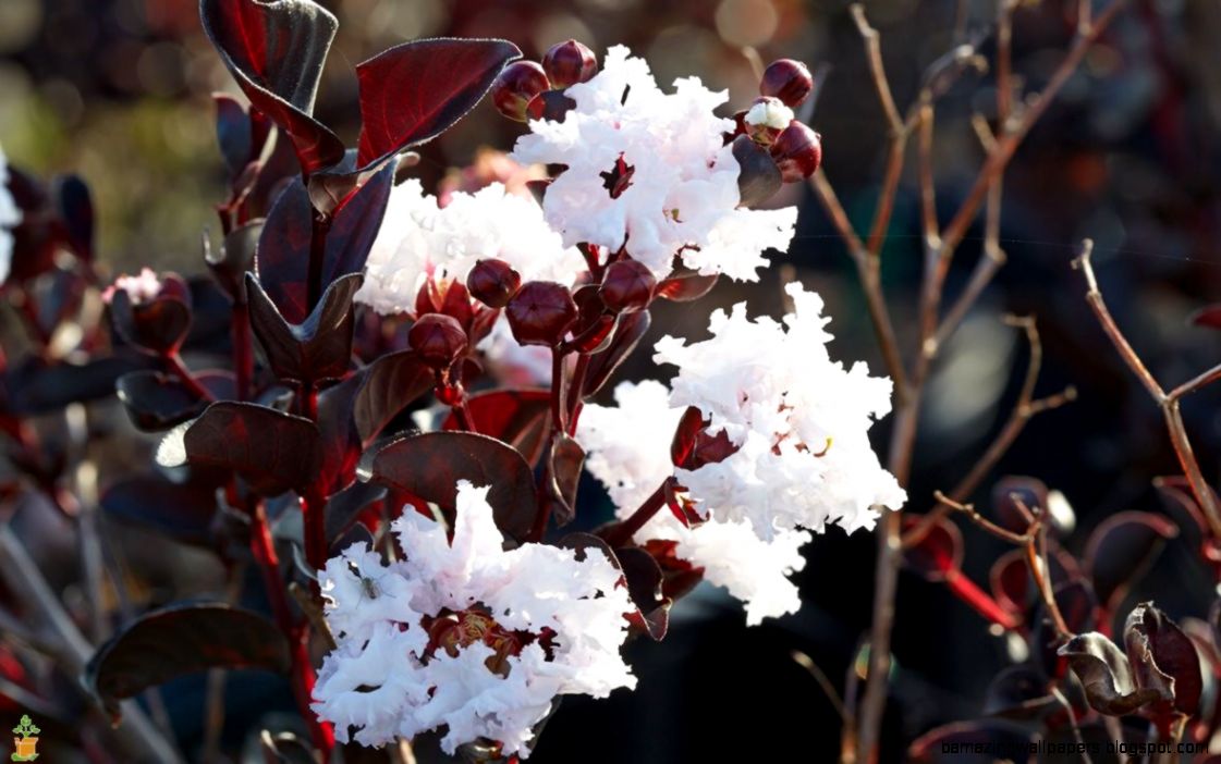 Black Diamond Pure White Crape Myrtle for Sale The Planting Tree Black Diamond Pure White Crape Myrtle for Sale The Planting Tree