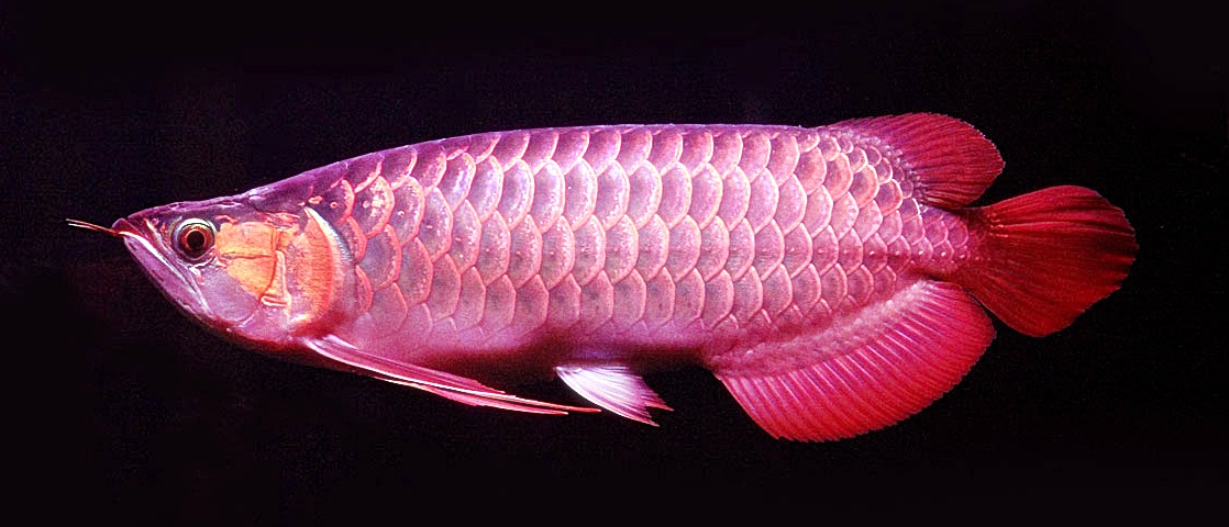 Gambar Ikan Arwana Gambar Ikan Arwana