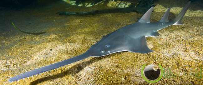 Sawfish Sawfish
